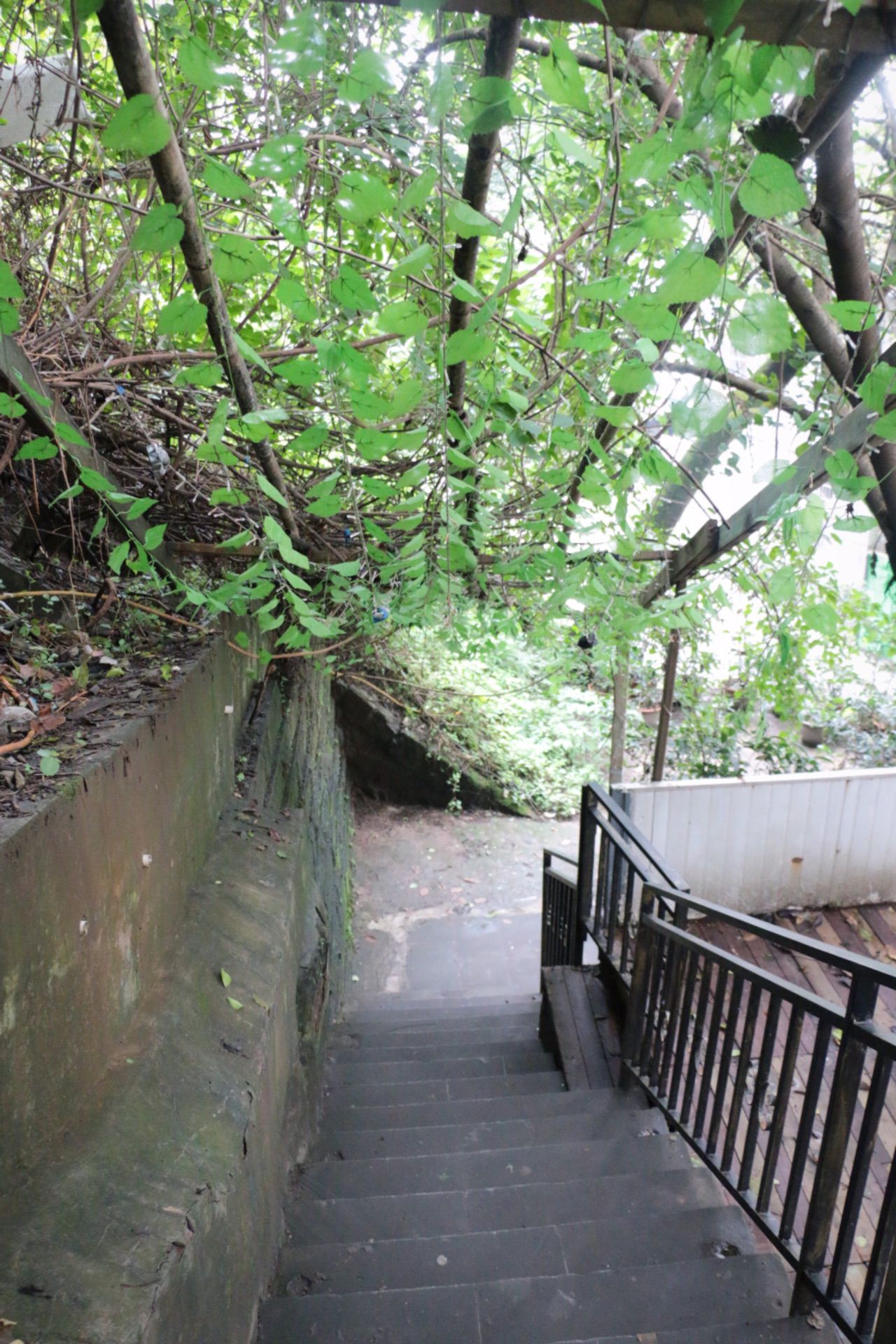 鵝嶺公園在重慶的位置算是一個很高的的地方了,在上面可以很好的觀賞