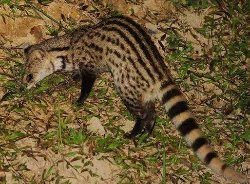 小灵猫外形与大灵猫相似而较小,长约48～58厘米,尾