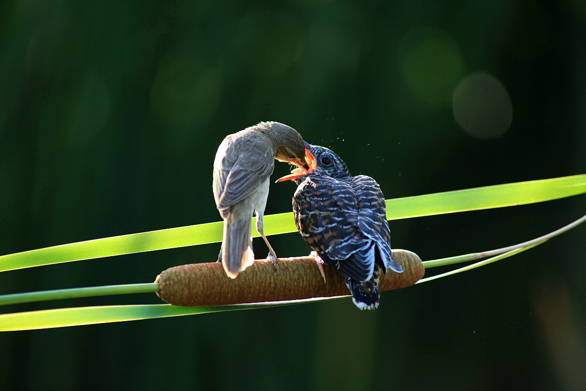 杜鹃鸟是杜鹃科鸟类的通称,主要是大杜鹃,三声杜鹃和四声杜鹃.