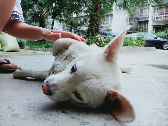 狼狈的狗图片