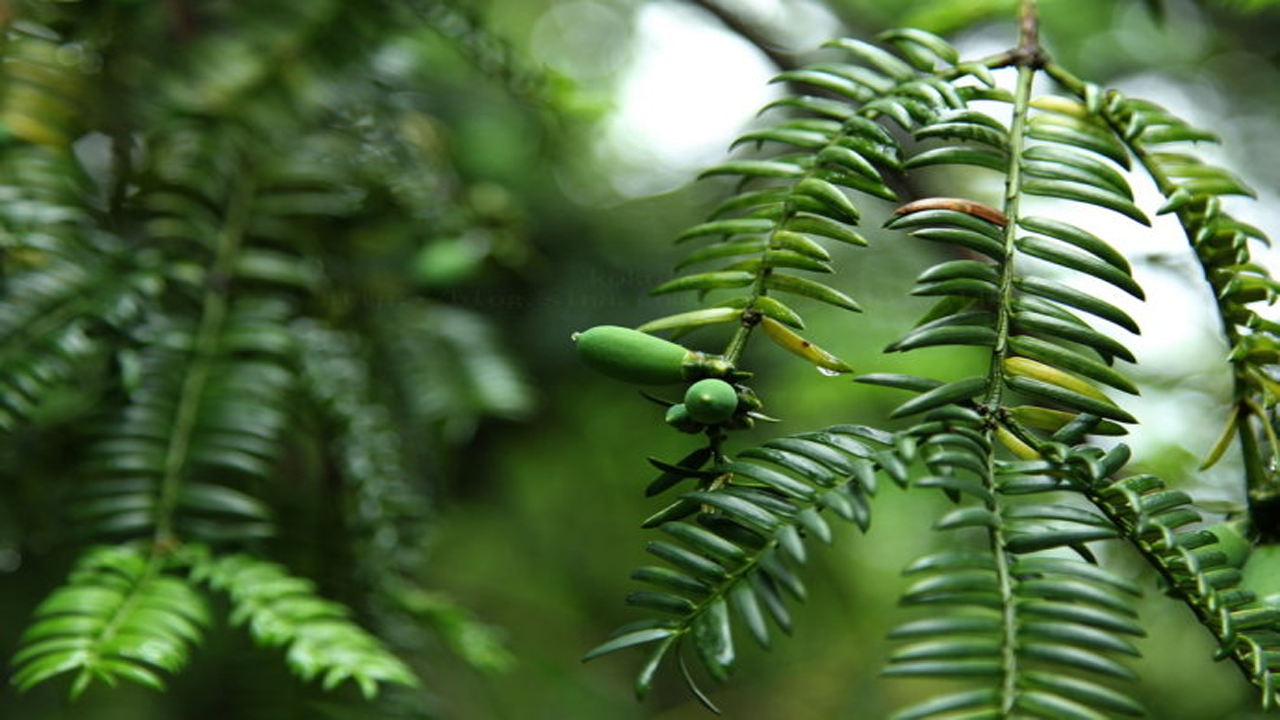 种植果树的朋友们注意下,香榧这种坚果收获颇丰,可以考虑一下