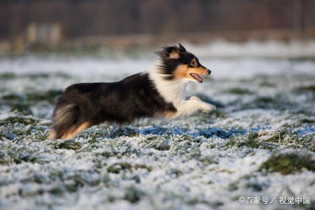 第六名:喜乐蒂犬 它适应能力不强,认准一个地方就不会轻易改变,视野