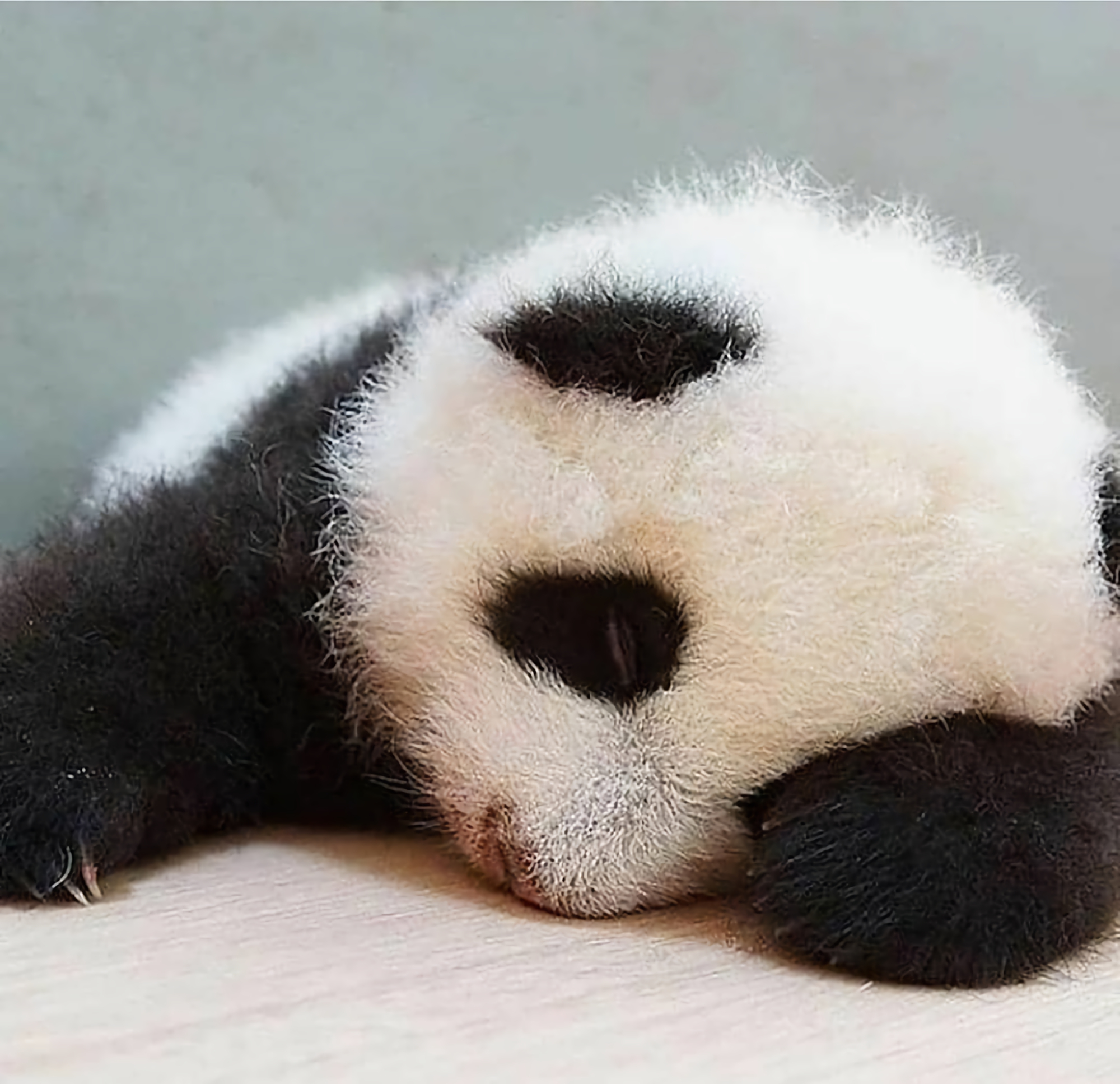 防疫在家也要讲究睡觉姿势,学学胖大海