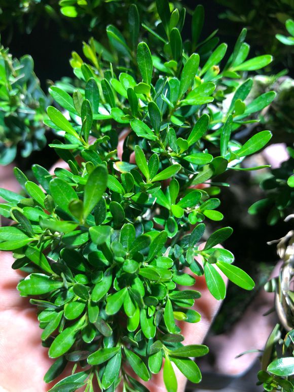 喜欢黄杨盆景的看过来,这里有个精品雀舌黄杨盆景,与大家分享!