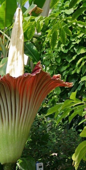 巨型海芋知识科普,这些你可能不知道!