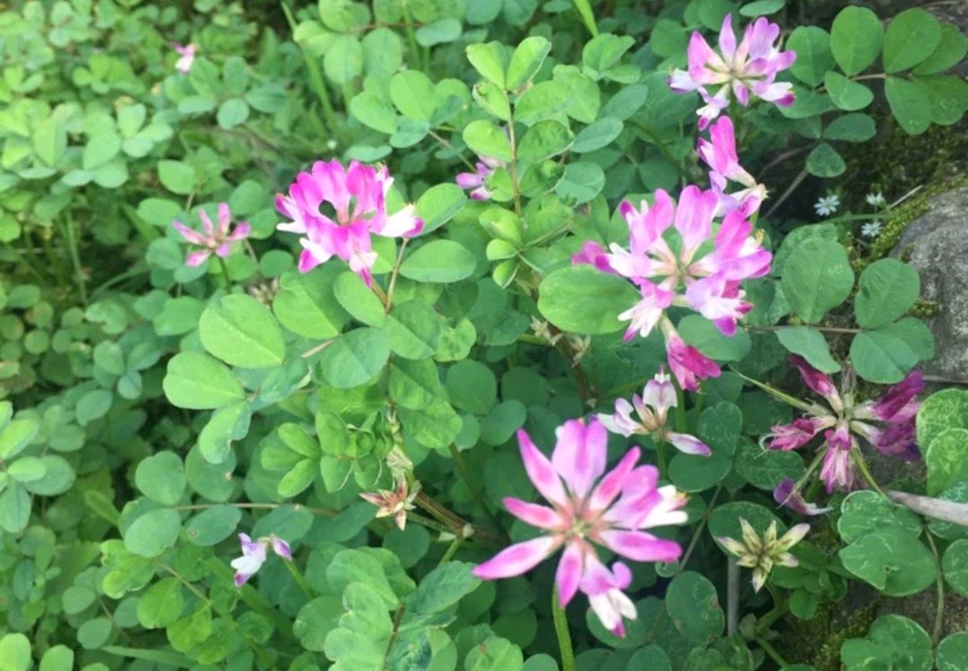 三月天里野草地,紫云英,苦苣菜,读书娃儿笑嘻嘻