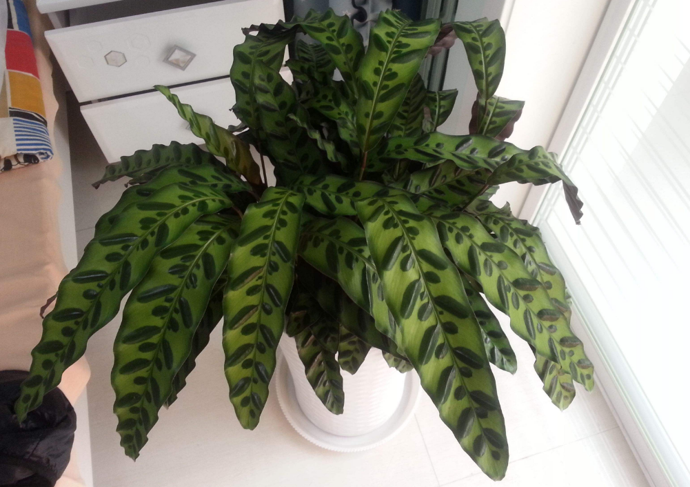 导语:猫眼竹芋俗名猫眼,家庭种植选土要求高,摆放室内能净化空气