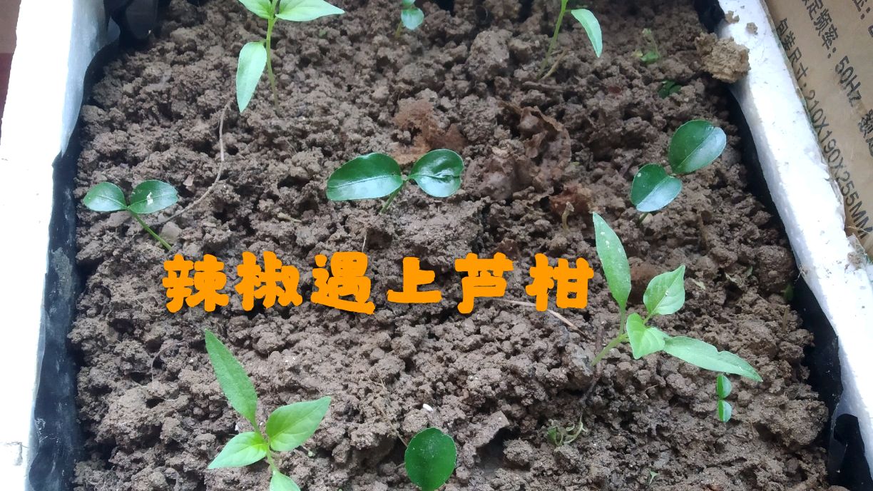 废弃垃圾不要扔,种植水果蔬菜用处大。辣椒芦柑一起种,效果惊人