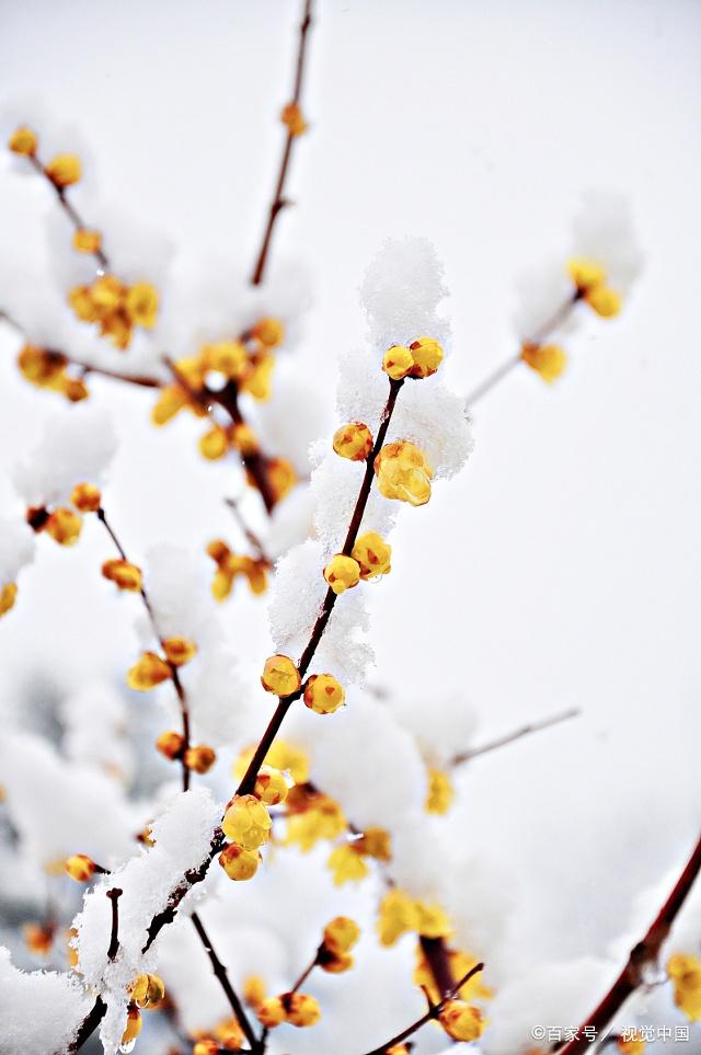 雪中黄腊梅图片