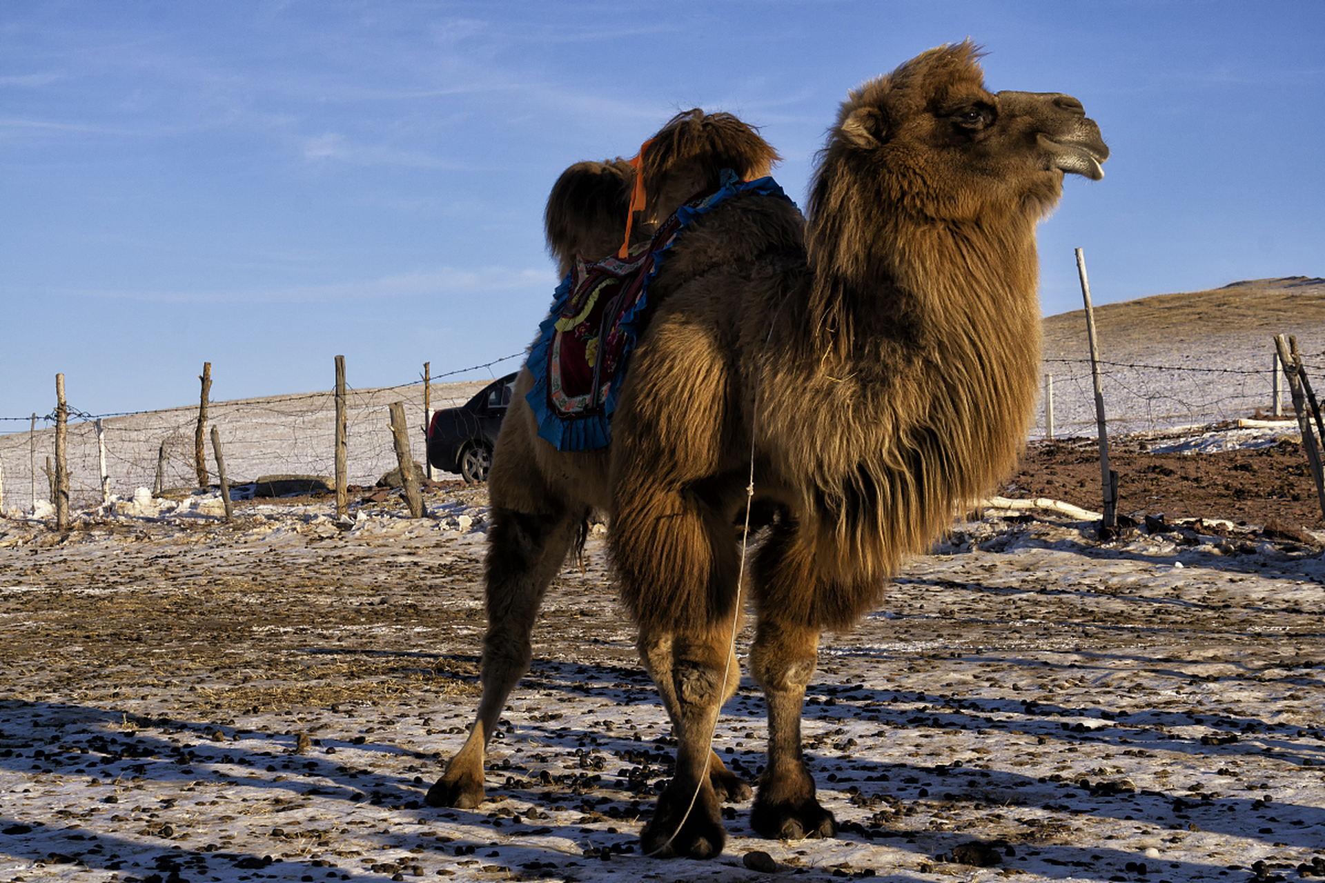 骆驼的耐力和适应能力令人惊叹,它们用坚定的步伐诠释着生命的坚韧与