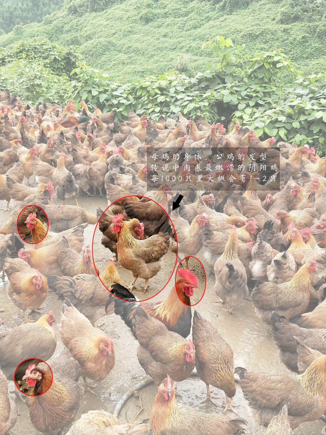 传说中肉感最嫩滑的阴阳鸡