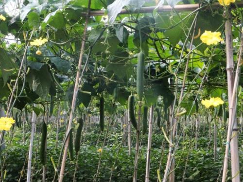 丝瓜种植时,用什么底肥好?种丝瓜怎样整地施肥?