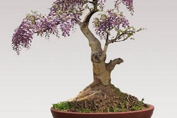 如何盆栽丁香花?掌握好这几点,丁香花轻松爆满盆