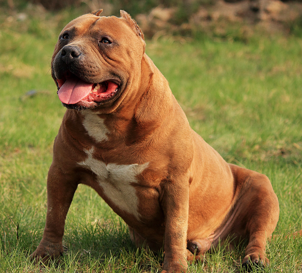 被禁养的猛犬,你家还有吗?