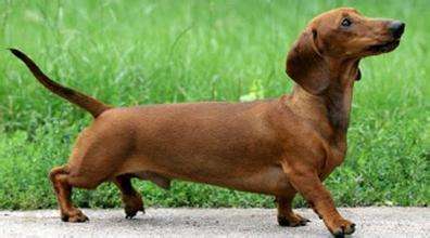 萌萌腊肠犬,一条飞起来的"腊肠",你心动了吗?