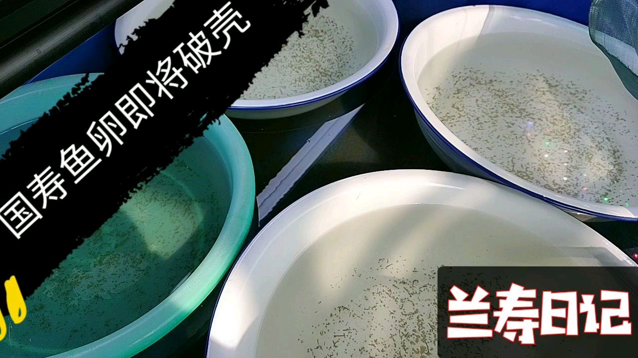 国寿鱼卵即将破壳