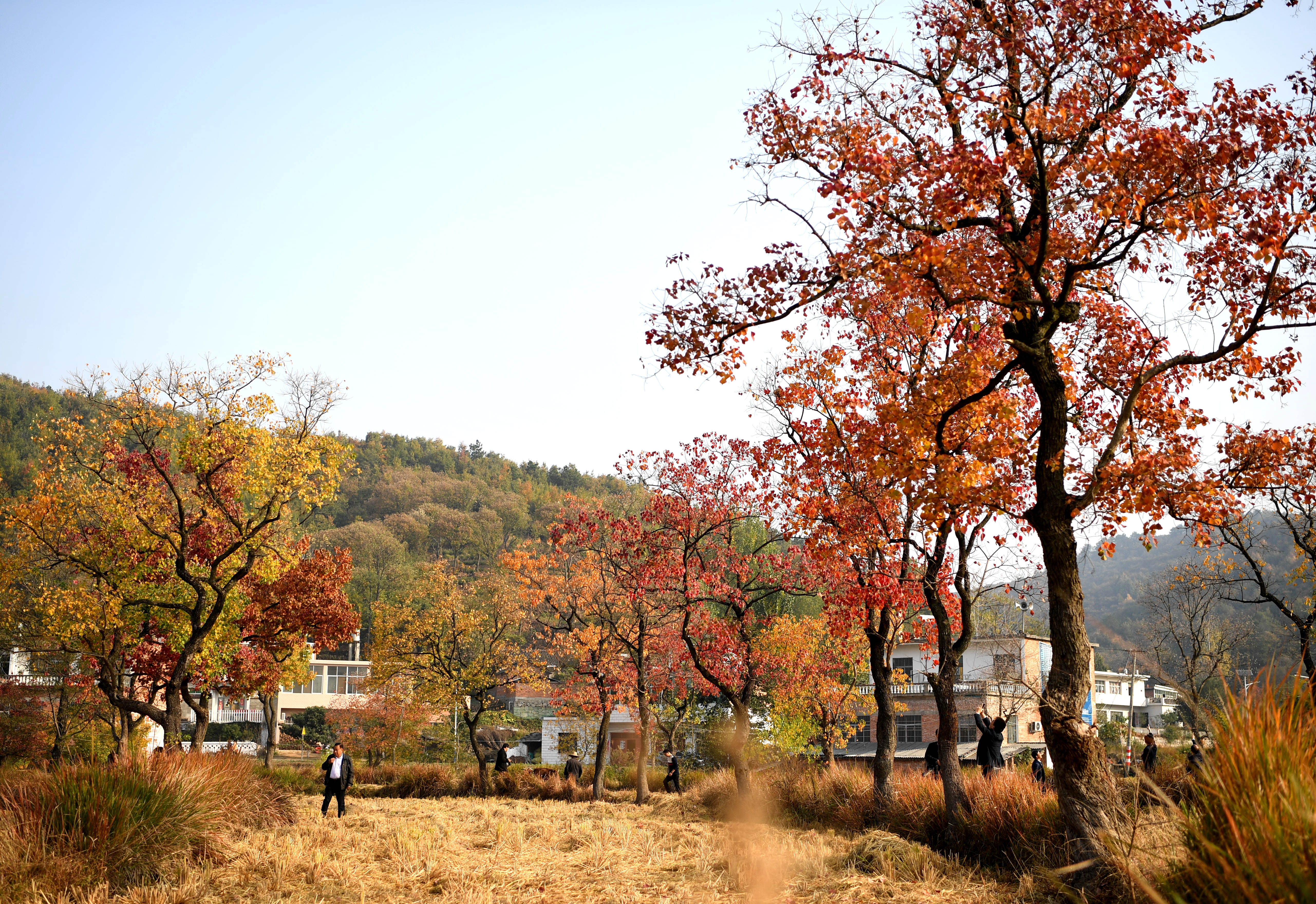 河南信阳:醉美金秋大别山