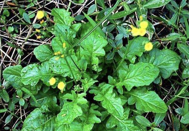 农村这种小黄花,全是是宝价值高,农民叫它"还阳草"