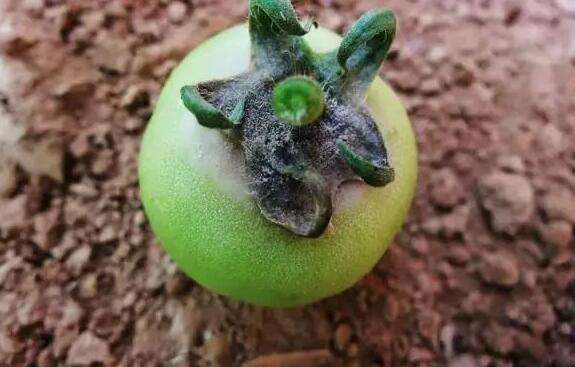 番茄果实腐烂有灰色的霉层,发生了什么病害,要怎么防治呢?