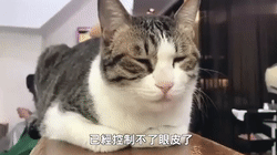 美女去发廊做头发,带上了自家肥猫,几个小时后肥猫的表情爆笑了