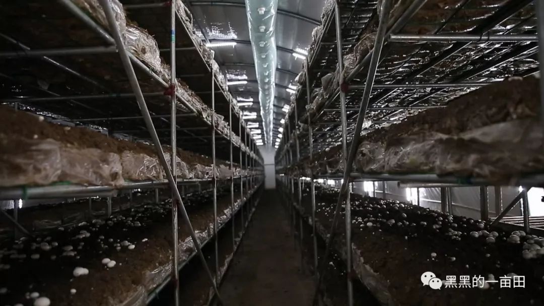 种平菇基地 - 2020年最新商品信息聚合专区 - 百度爱采购