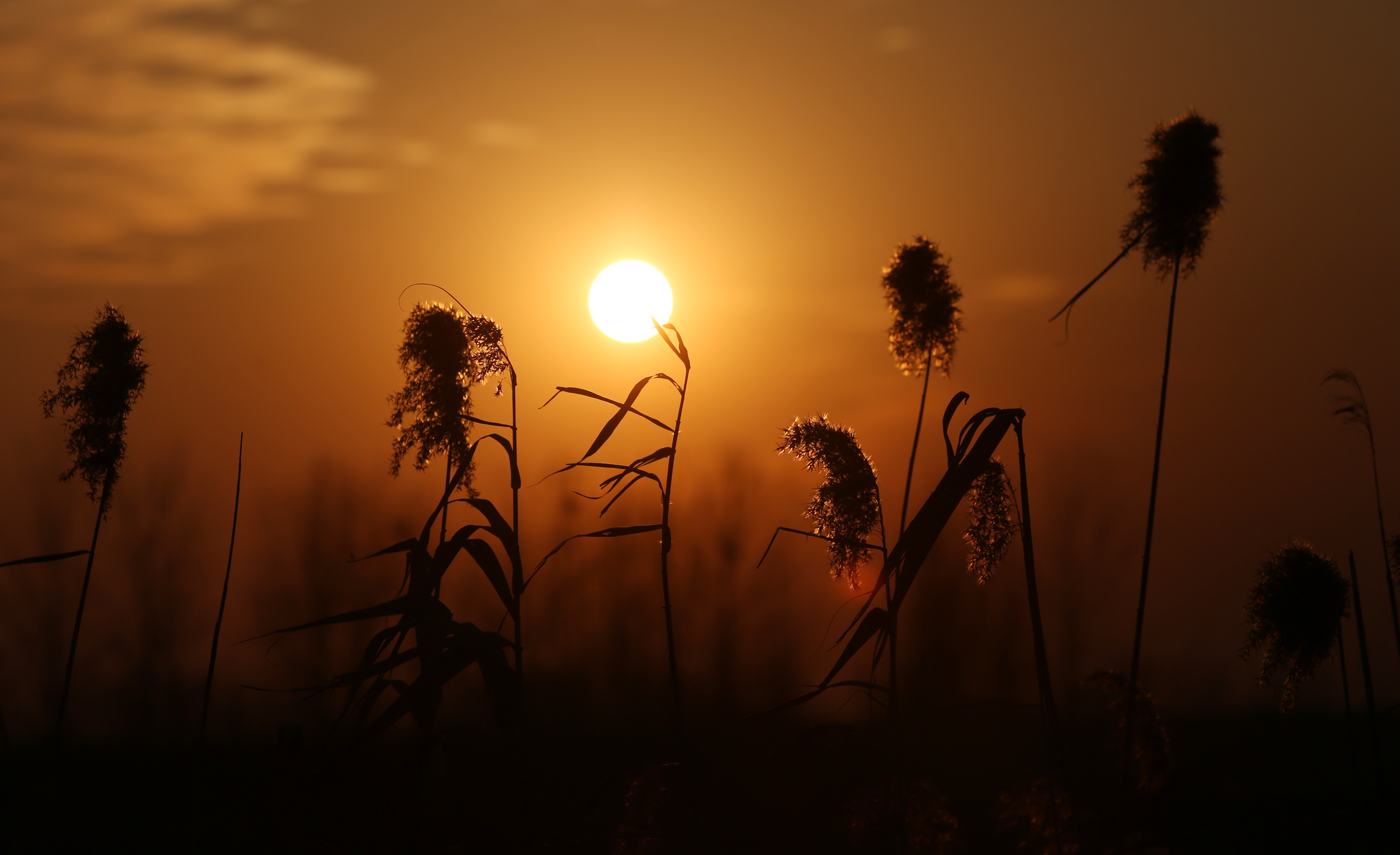 山东郯城:一抹夕阳红