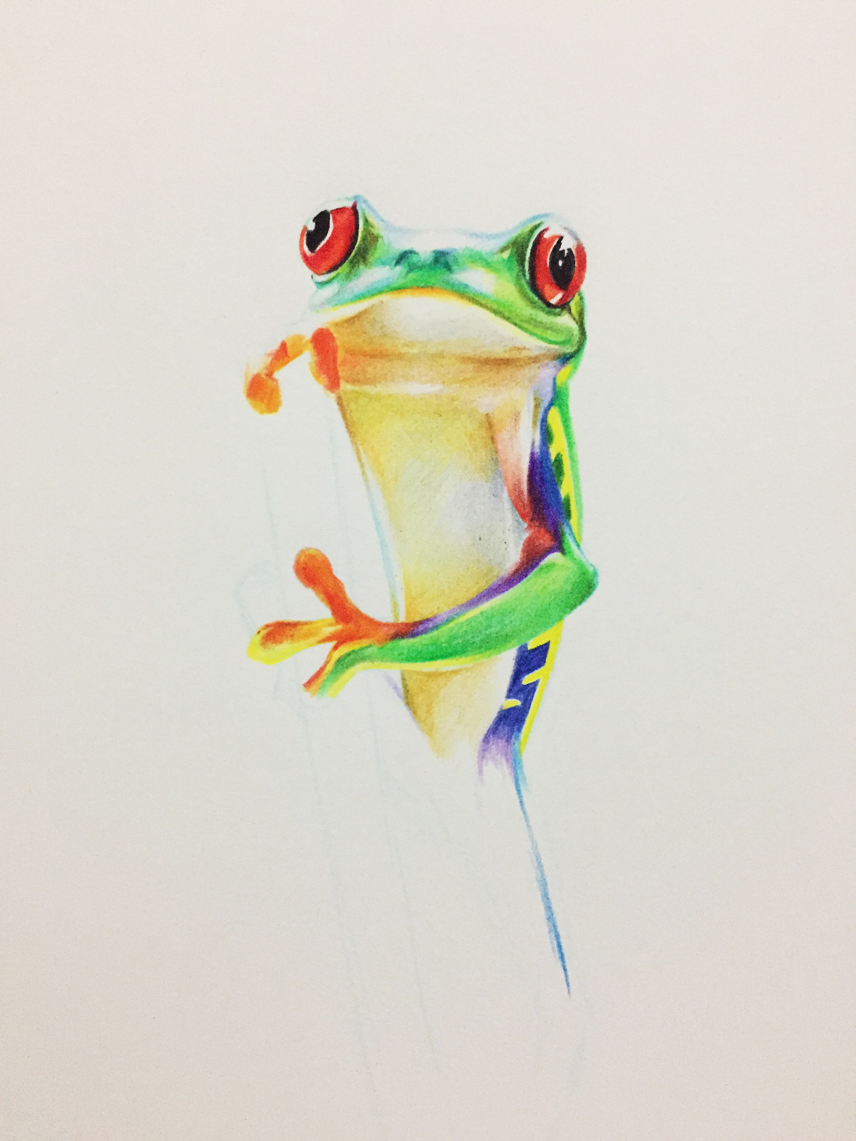 彩铅详细过程图:手把手教你如何画一只可爱的青蛙