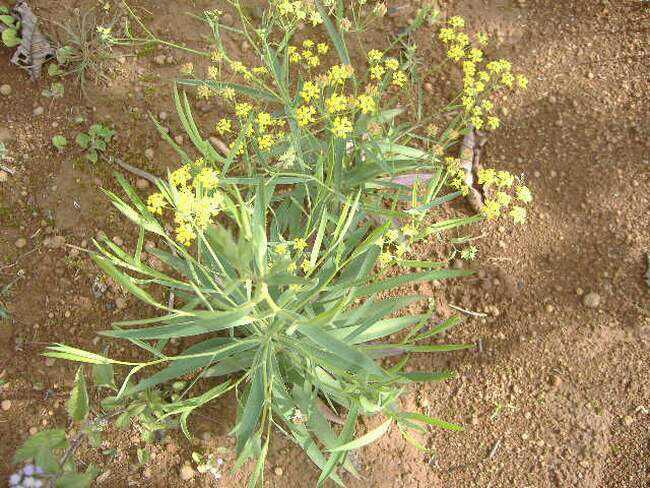 号称百病良方的小柴胡汤,有什么功效呢?