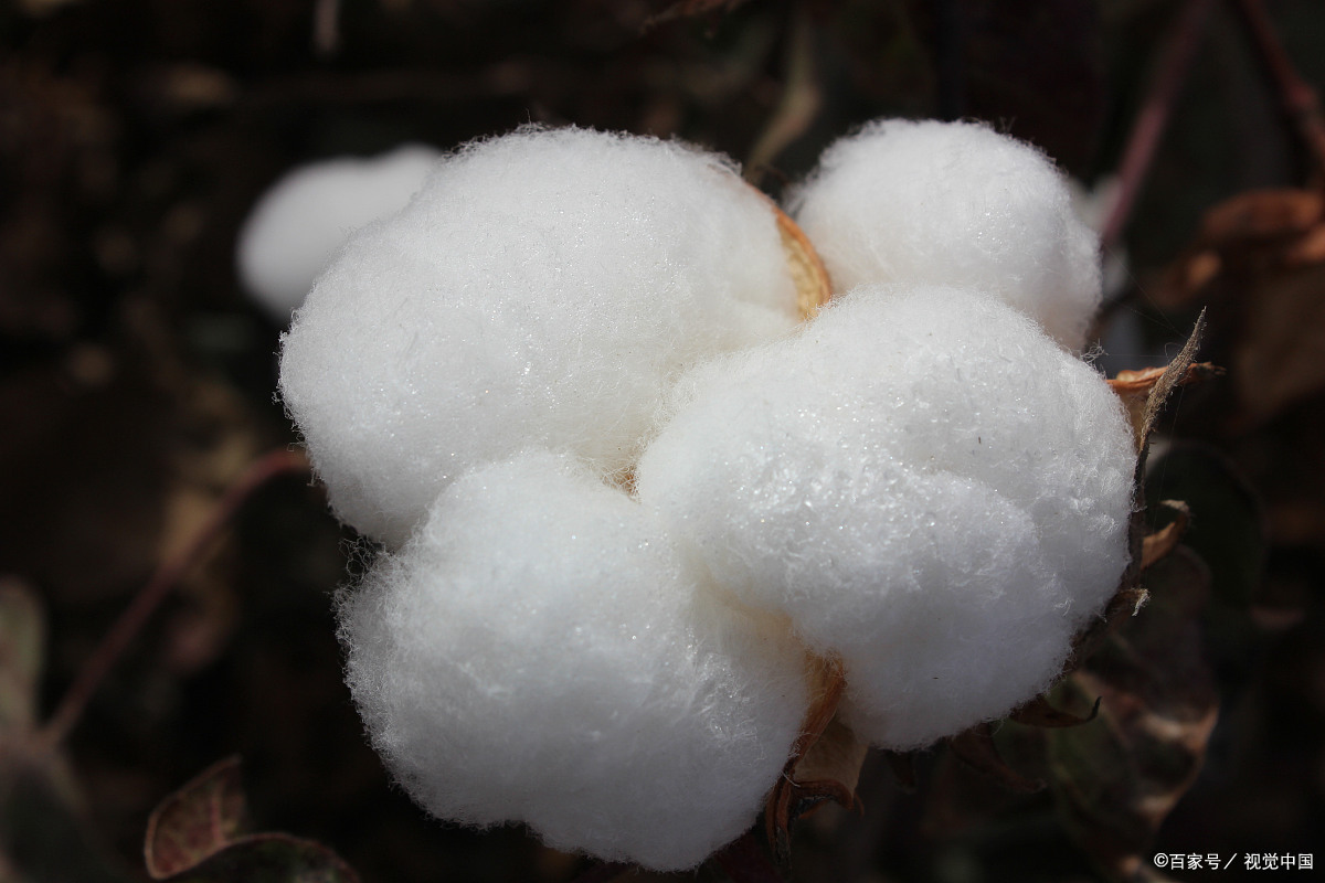 棉花- 热门商品专区