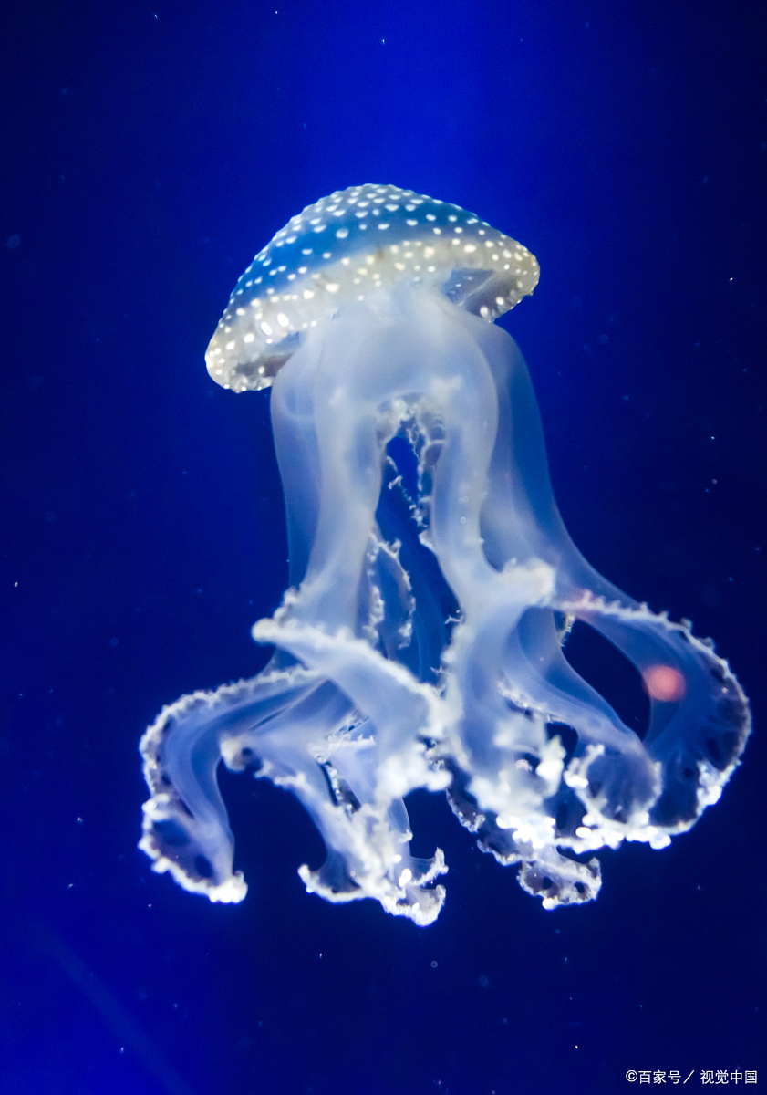 你们知道吗,地球上还存在着一种巨型水母,它们可是海洋中的"巨无霸"