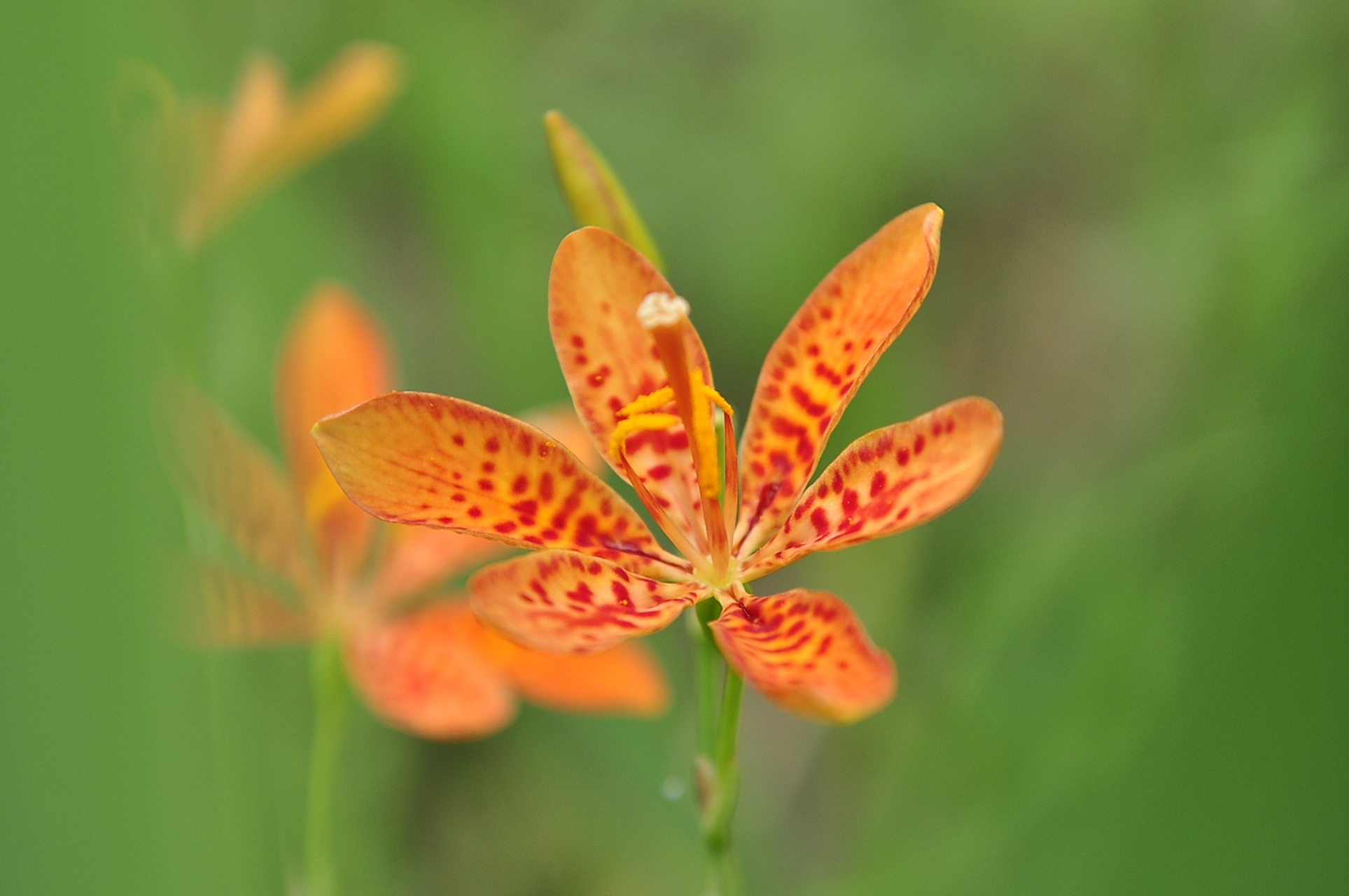射干种植法是一种通过将植物新生枝条插入培养基中来繁殖木本植物的