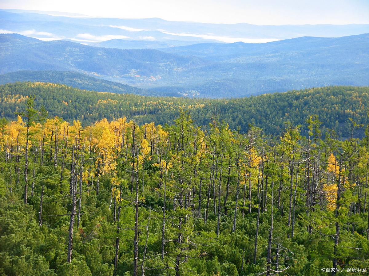 遍地是宝的森林,松林篇!
