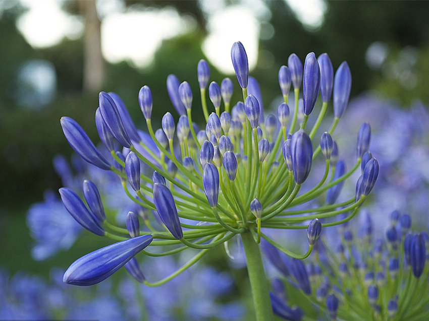 29种球根花卉大盘点,好看又好养的开花机器,繁花似锦再也不是梦