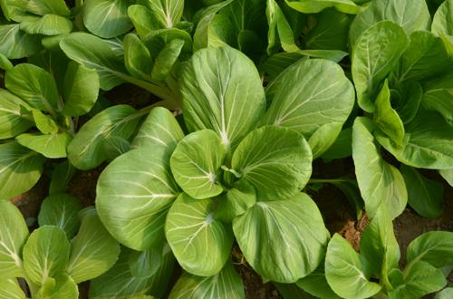 家庭小菜園:白菜(小白菜,青菜)的種植技術