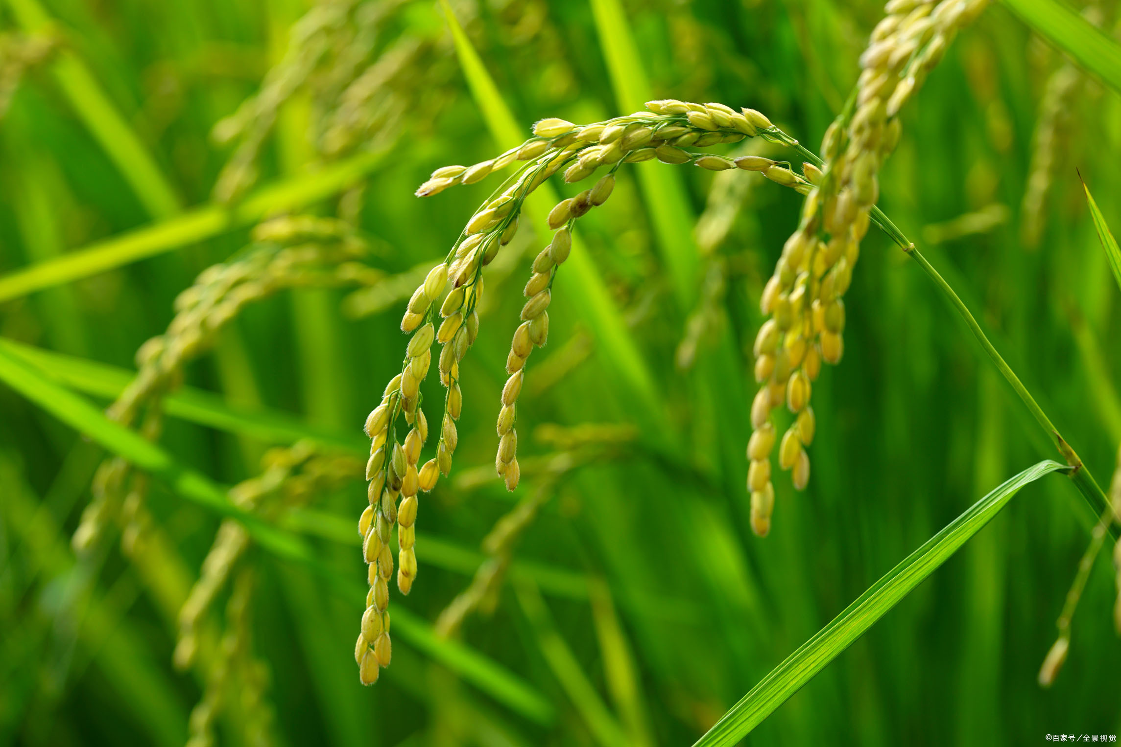 大米和糙米价格 - 2020年最新商品信息聚合专区 - 百度爱采购