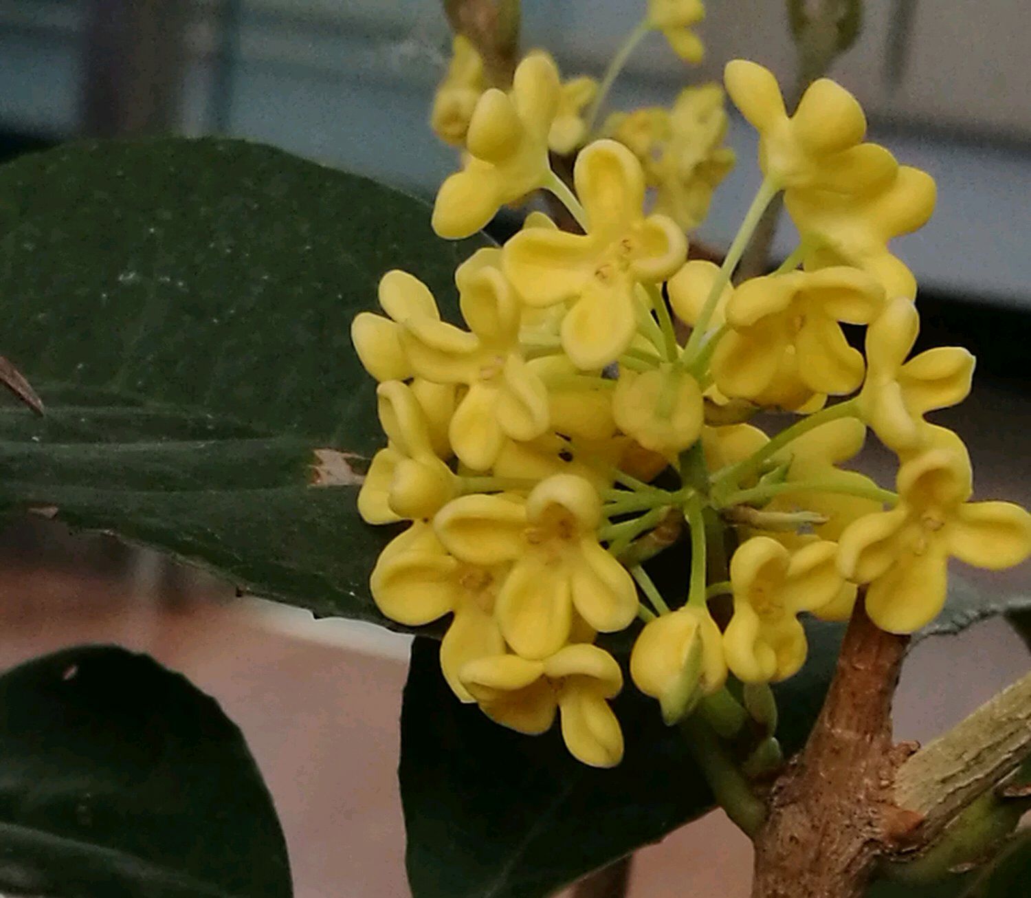 桂花品种前十排名有状元红球桂金球桂柳叶苏桂佛顶珠日香桂天香台阁满