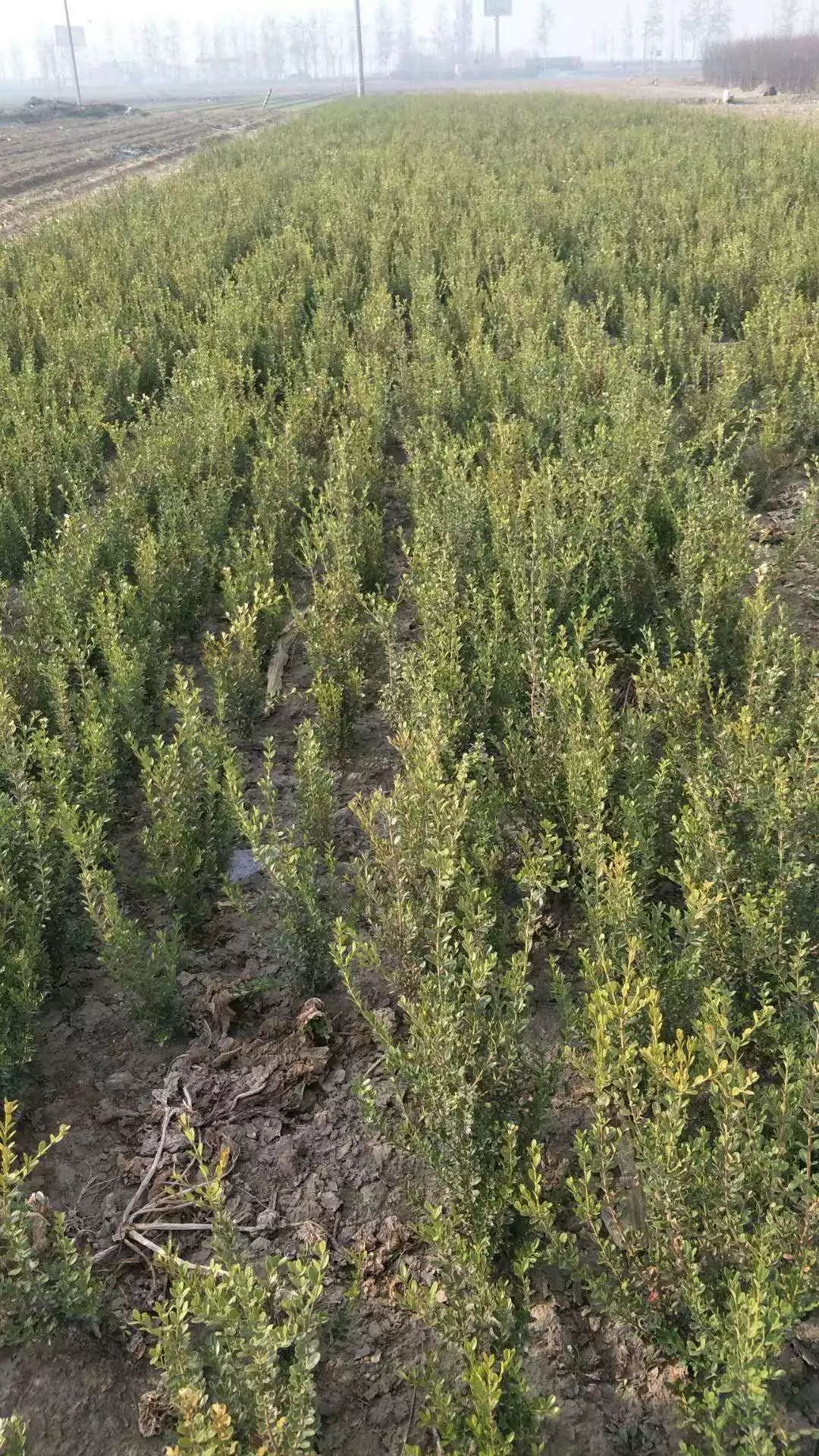 承蒙全国各地园艺界朋友的大力支持,定州市盛大园林苗木基地产品远销