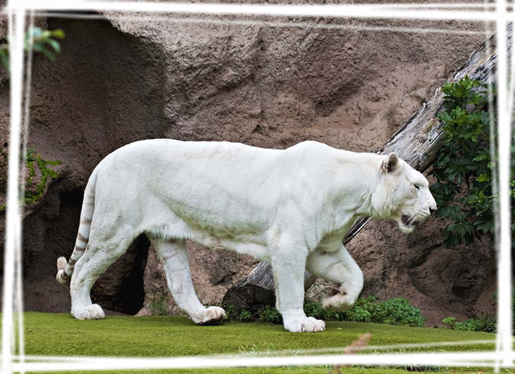 白老虎 凶猛图片