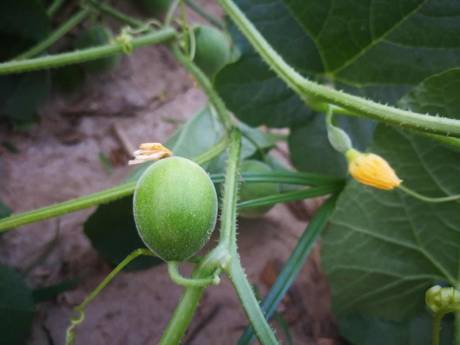 农村田间的小野瓜,又香又甜全身是宝,还有很多出色的药用功效