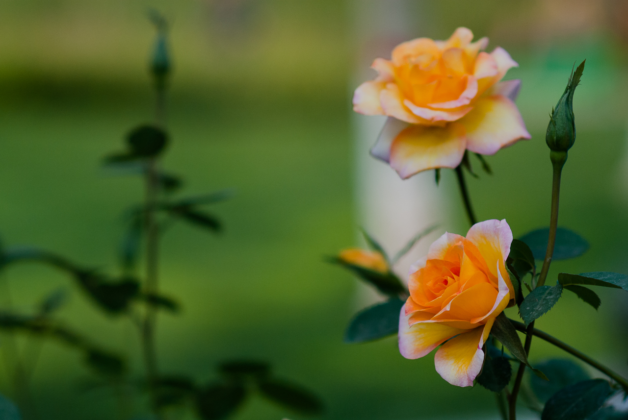 早安心语:奔跑,让人生一路鲜花灿烂!