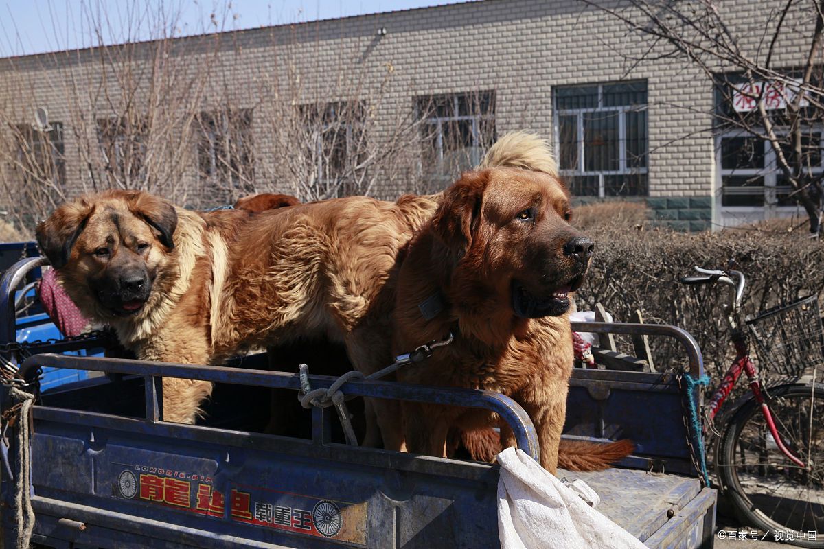 农村养殖肉狗经济效益高,大规模养殖需要注意一些什么细节?