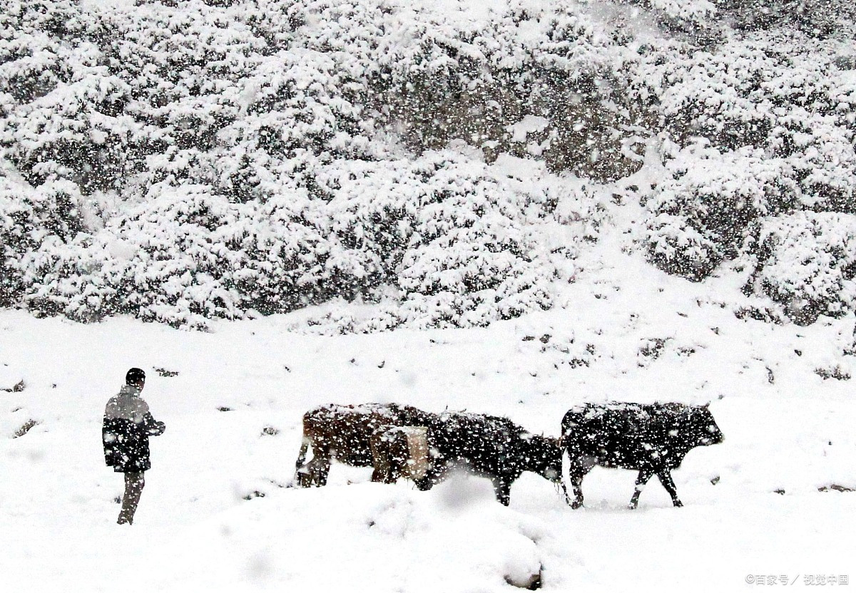 纷纷霰雪静无声