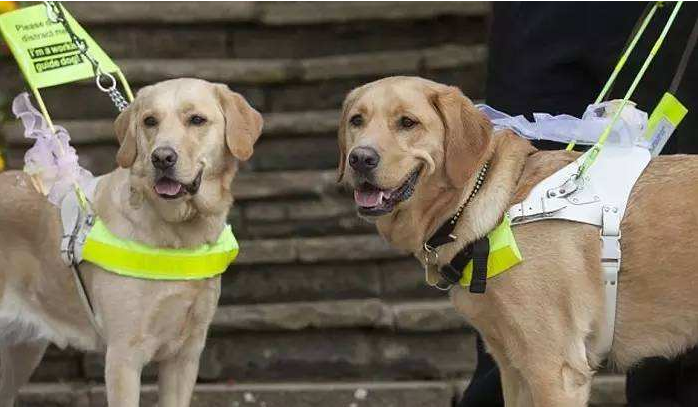 如果大家看到正在工作的导盲犬,请给它们一个安静的工作环境吧,不摸
