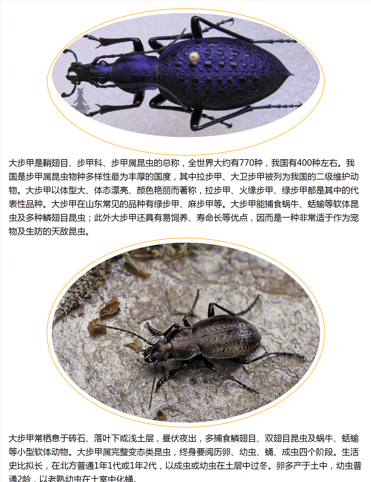 拟步甲科养育大步甲怎么养