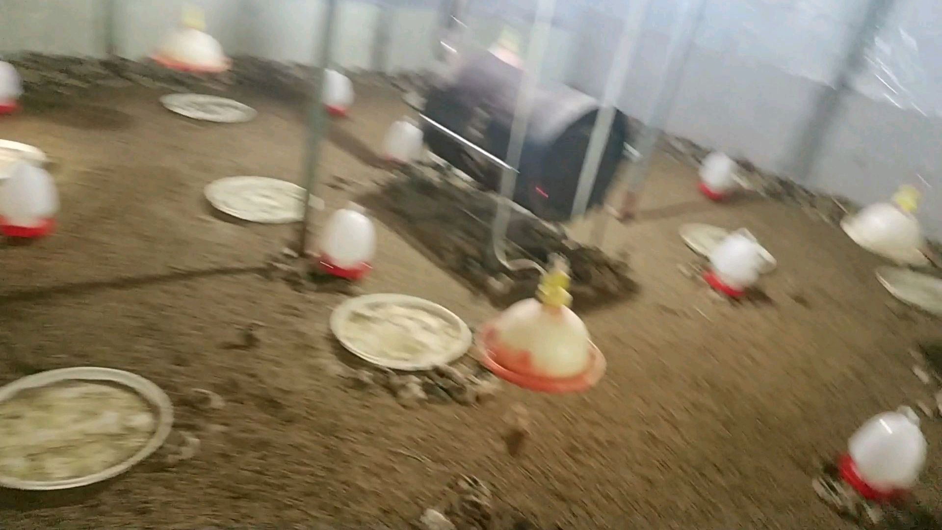 完了,有人放鞭炮,吓到我的鸡,2500只扎堆跟着遭了殃