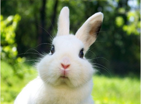 小兔子三瓣嘴图片图片