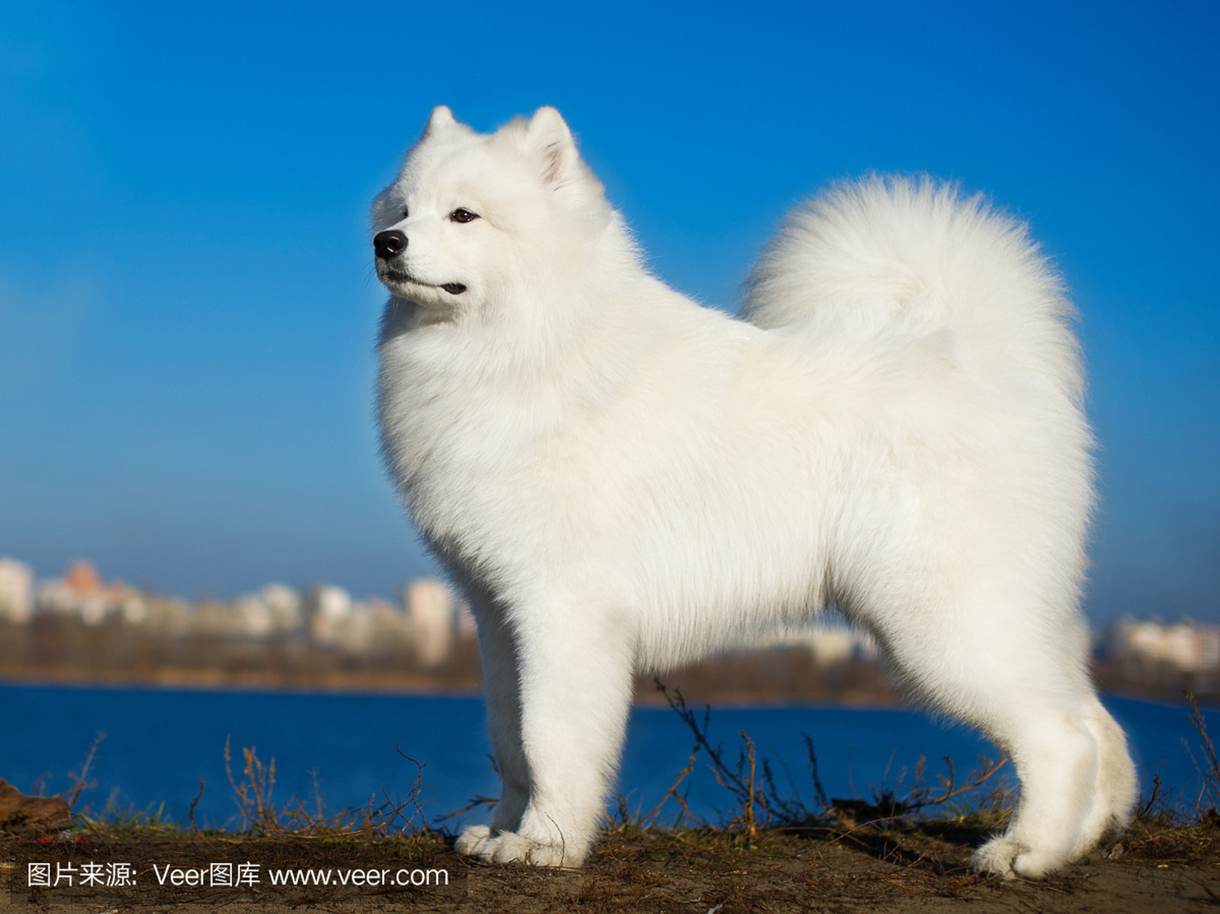 斗牛犬,圣伯纳犬,贵妇犬,艾尔兰猎狼犬,意大利布拉可犬和阿富汗猎犬