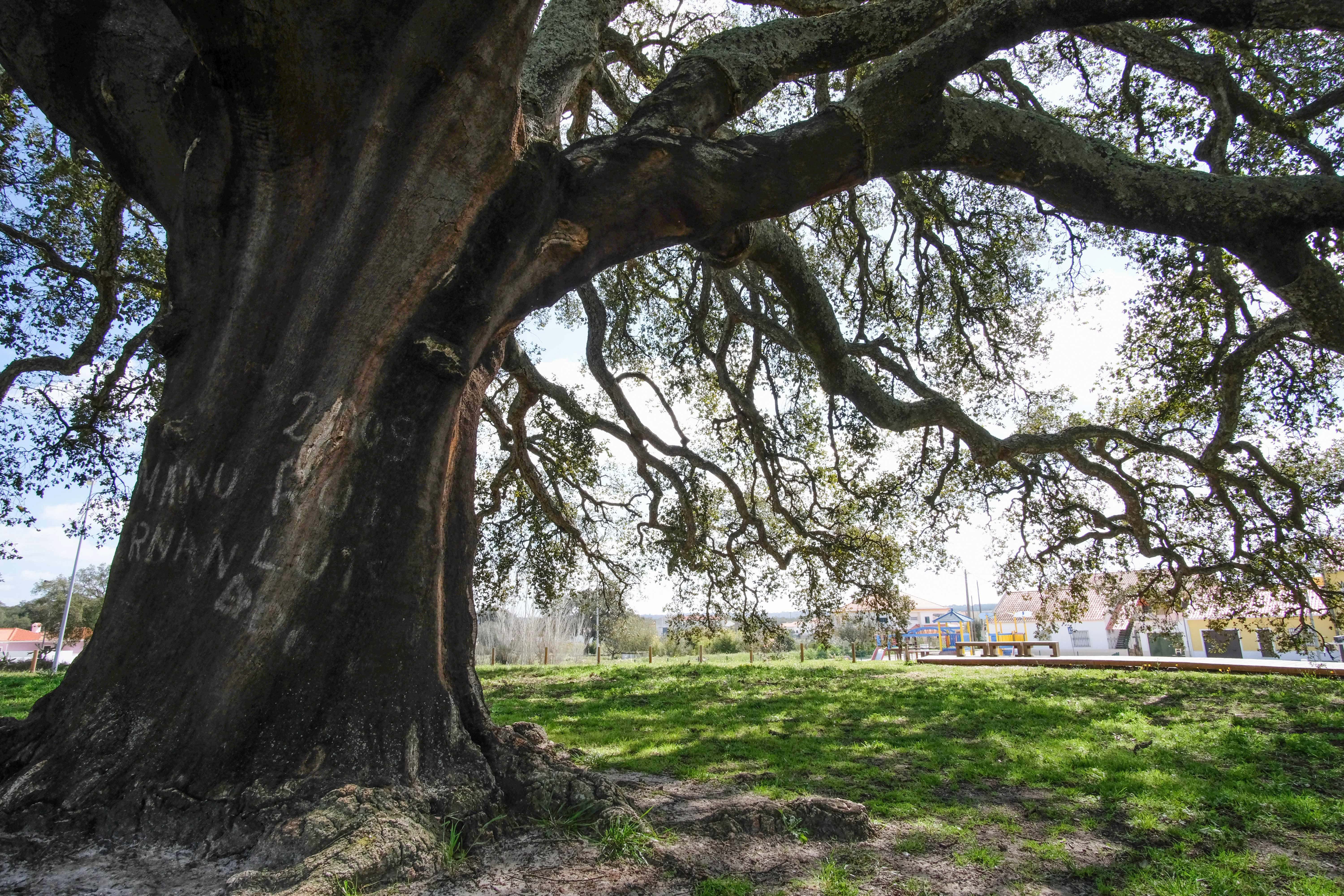 "欧洲年度树木"——"口哨"(1)