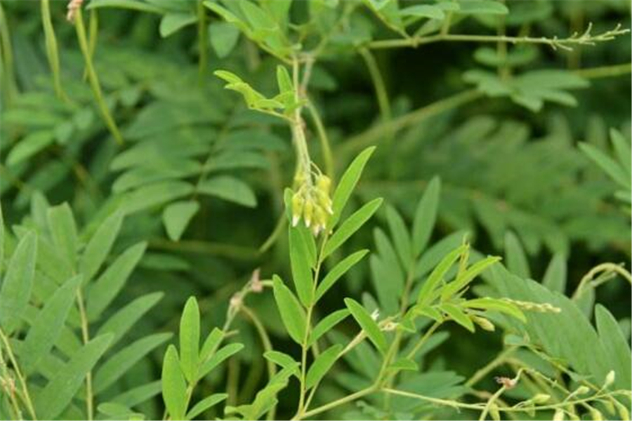 苦参也是一种中药材,这种植物主要生长在山坡地带和平原的草地上.