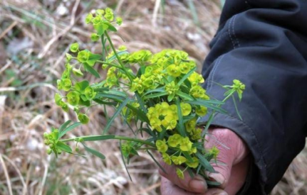 郊外有种草,人称"马虎眼"平常没人要,但却是"治疗神器"!